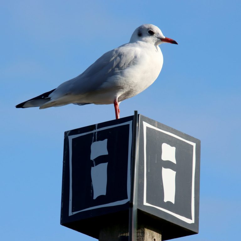 Eine Möwe sitzt auf einem Pfosten mit einem schwarzen und weißen Symbol.