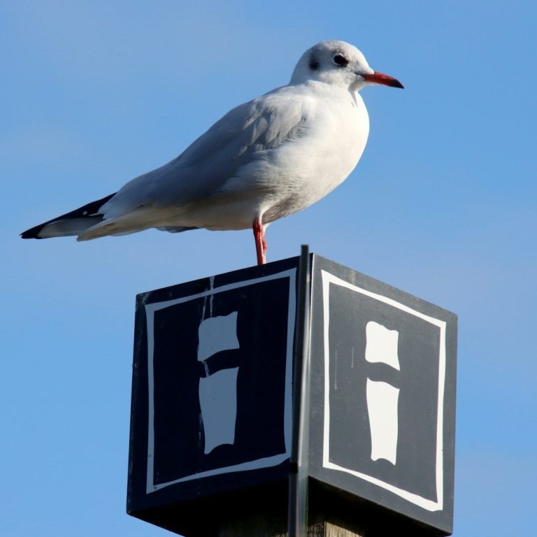 Eine Möwe sitzt auf einem Pfosten mit einem schwarzen und weißen Symbol.